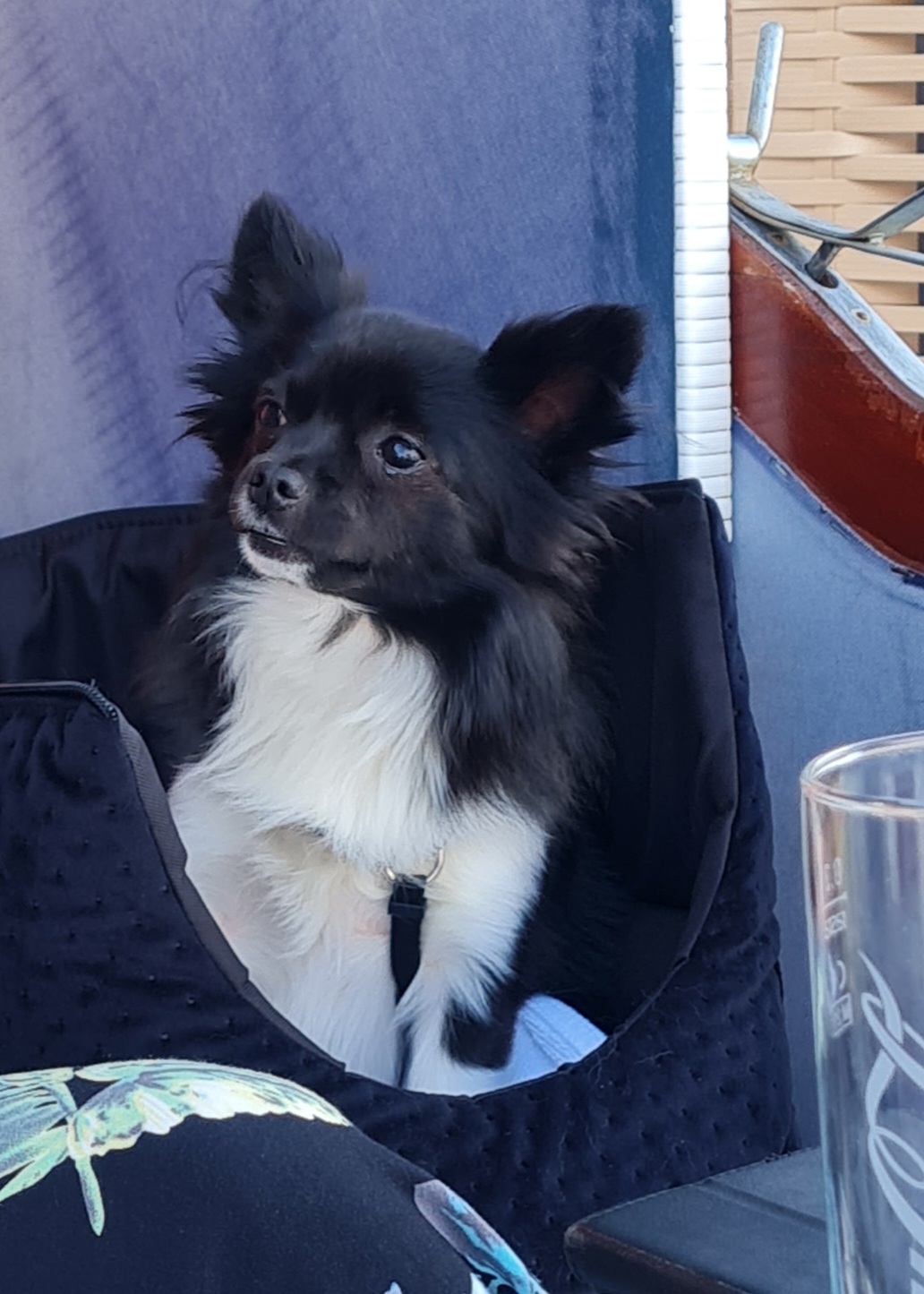 Benji