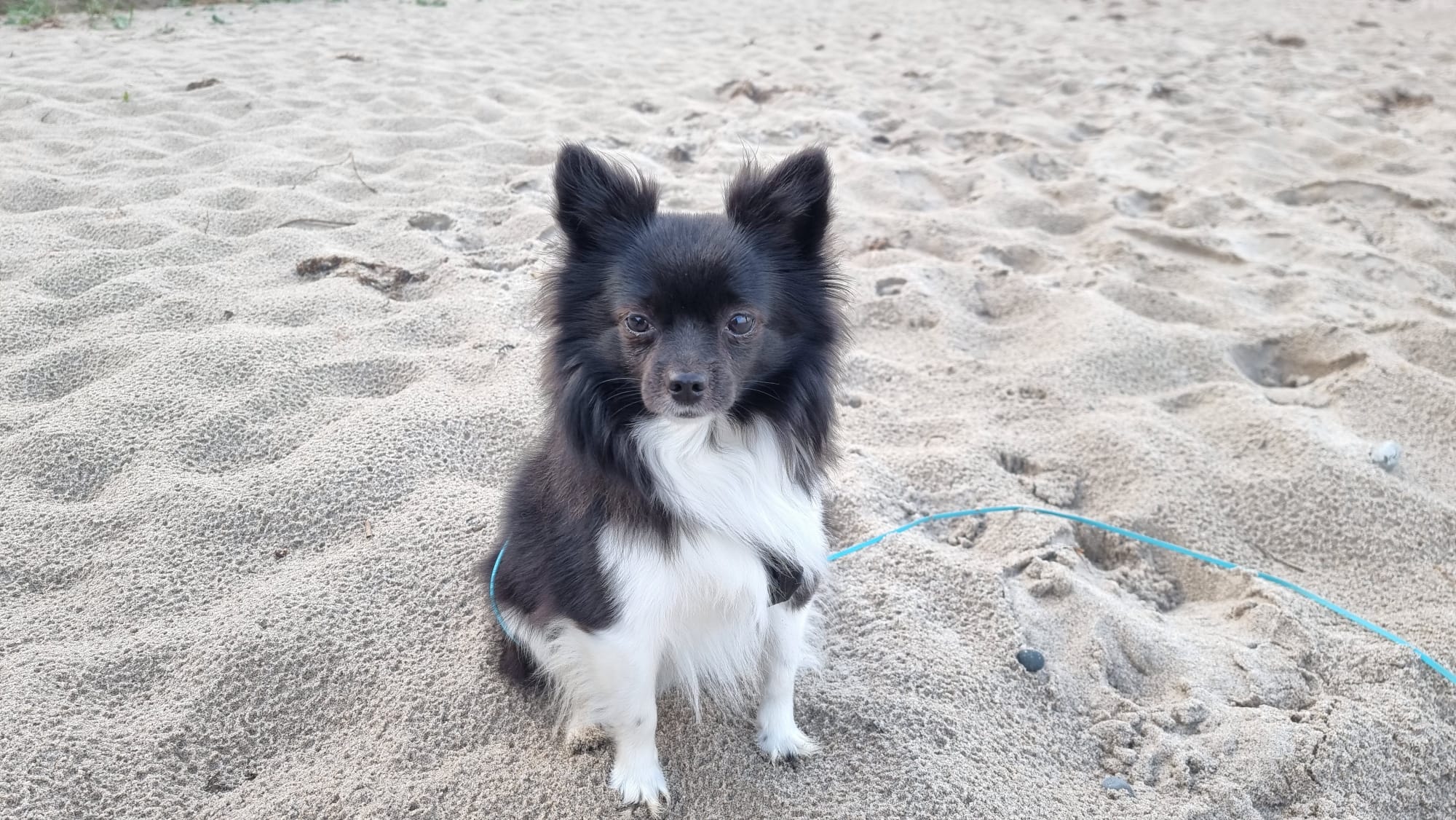 Einzeltraining Hundeschule