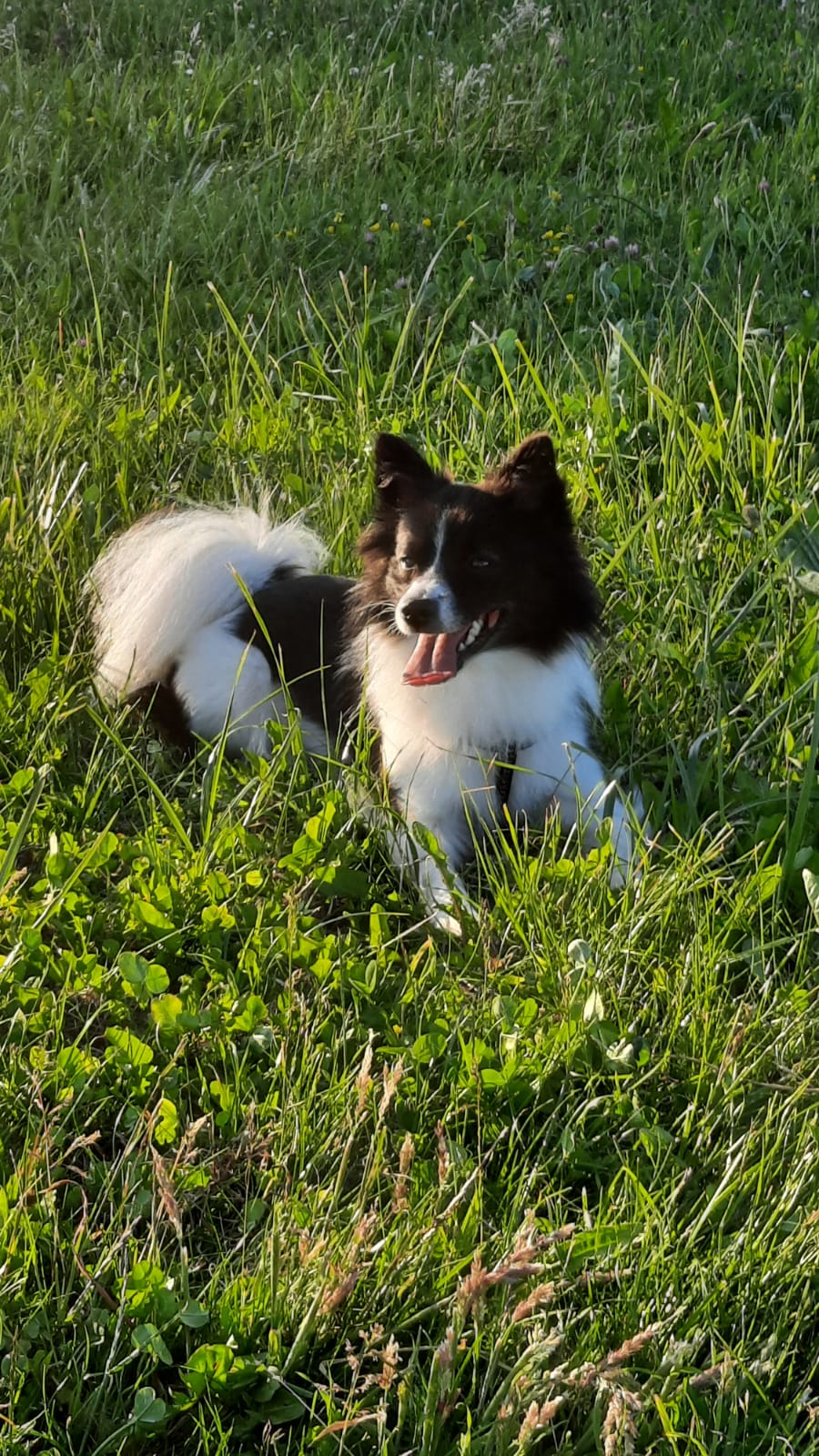 Nala