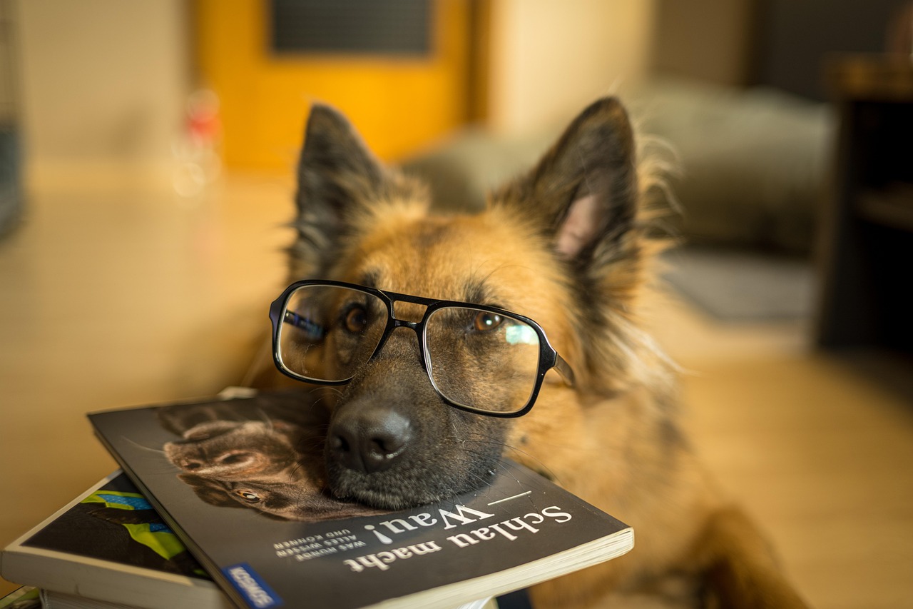 Hund liest Buch
